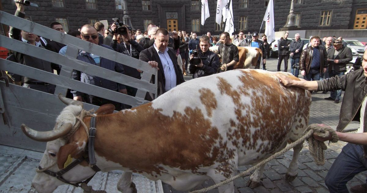 Ляшко привел коров к КМУ / © УНИАН