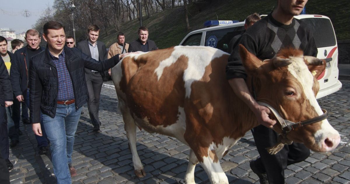 Ляшко привел коров к КМУ / © УНИАН