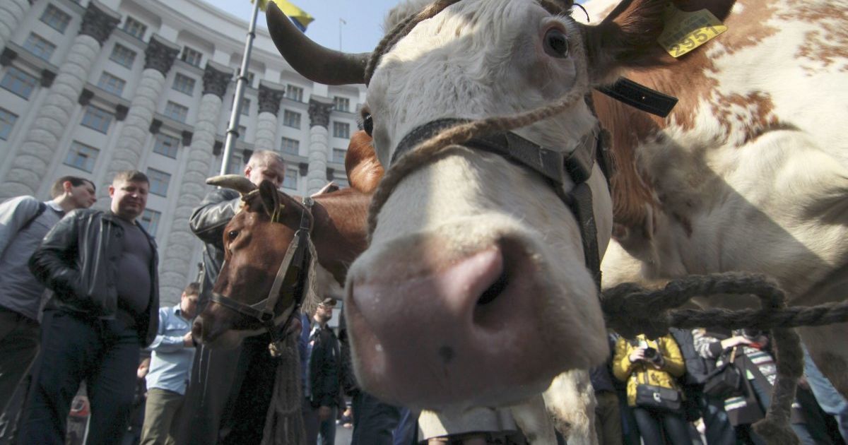Ляшко привел коров к КМУ / © УНИАН