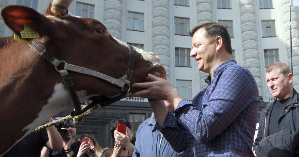 Ляшко привел коров к КМУ / © УНИАН