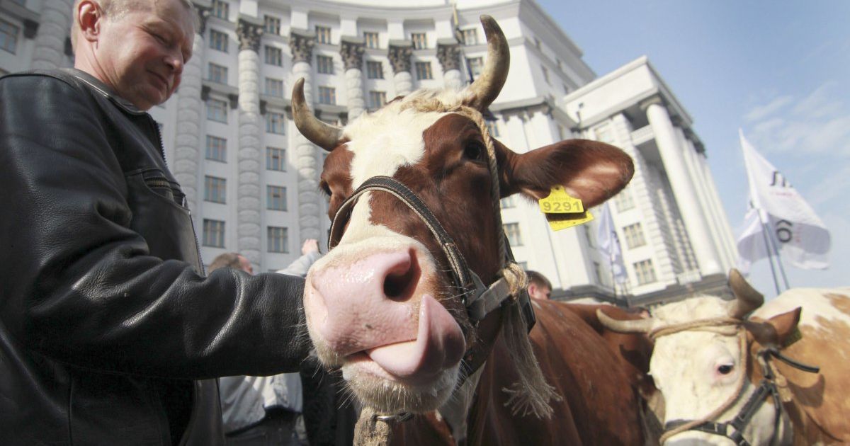 Ляшко привел коров к КМУ / © УНИАН