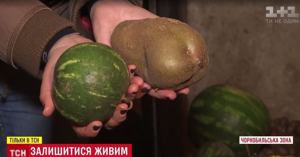 Самогон из черники и картошка величиной с арбуз: как живут последние самоселы Чернобыльской зоны