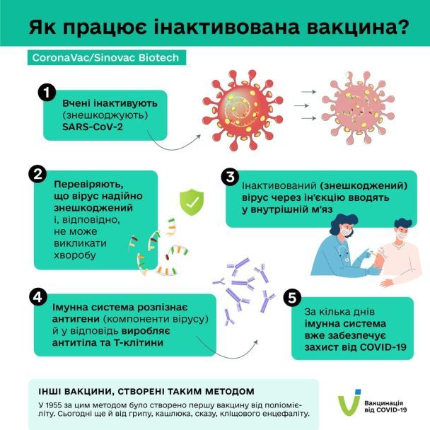 В інфографіці детально розказали, як працюють вакцини від COVID-19