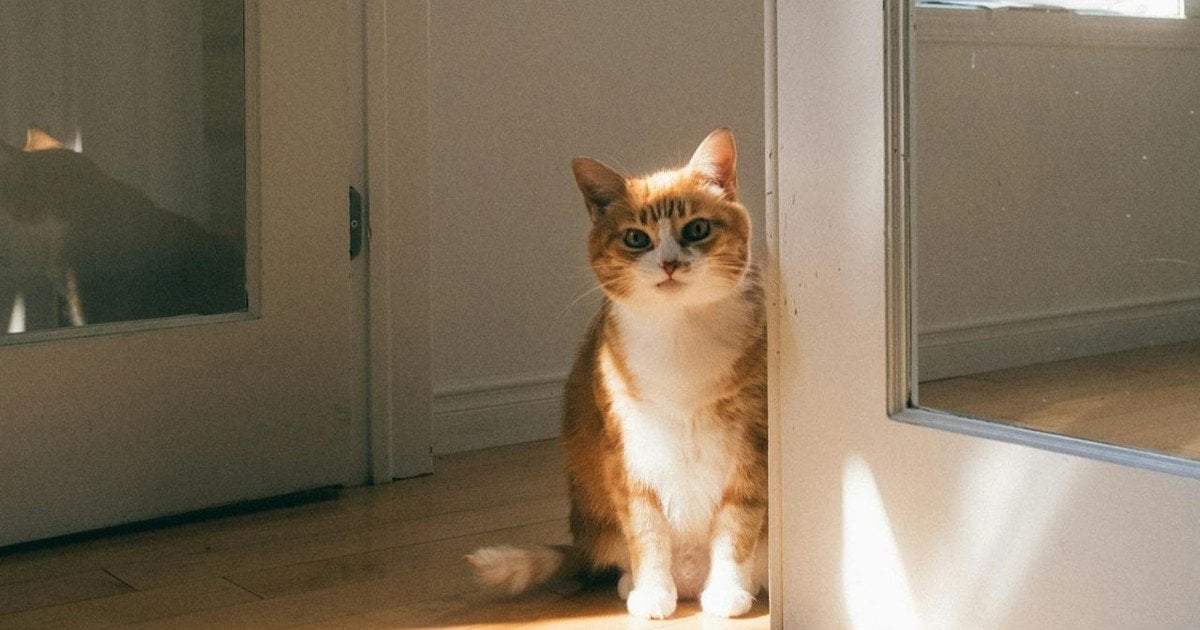 Чому в новий дім запускають кота