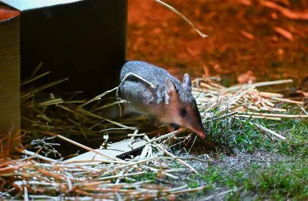 Бандикут / © Getty Images