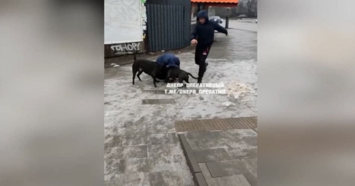 Закрила власним тілом: у Дніпрі два бійцівські пси напали на перехожу і шматували її та її собаку (відео)