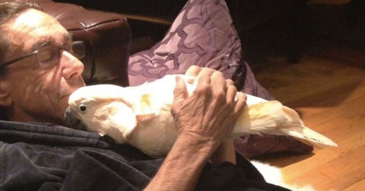 Звездный попугай. Птица Игги Попа "завела" аккаунт в Instagram