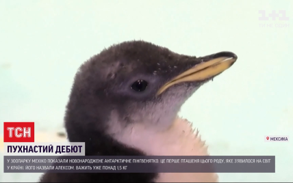 Пухнастий дебют: у Мексиці показали перше новонароджене пінгвіненя в країні (відео)