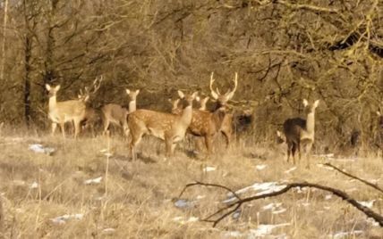 В українському заповіднику зафіксували табун японських оленів (фото)