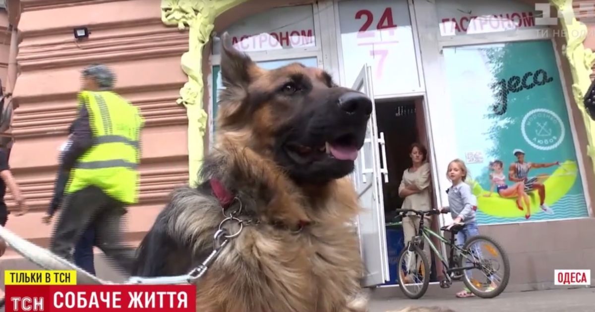 Одеситка помстилася чоловікові за розлучення знущанням над його вівчаркою
