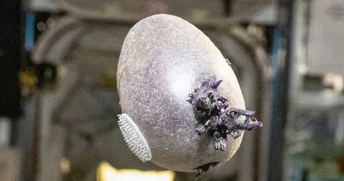 Картопля у космосі