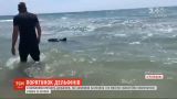 В Херсонской области спасают двух дельфинов, которые заплыли в залив и не могут выбраться в море