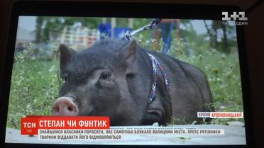 У Кропивницькому знайшлися власники поросяти, яке блукало вулицями міста
