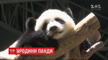 В зоопарку Куала-Лумпура відсвяткували перший день народження панди