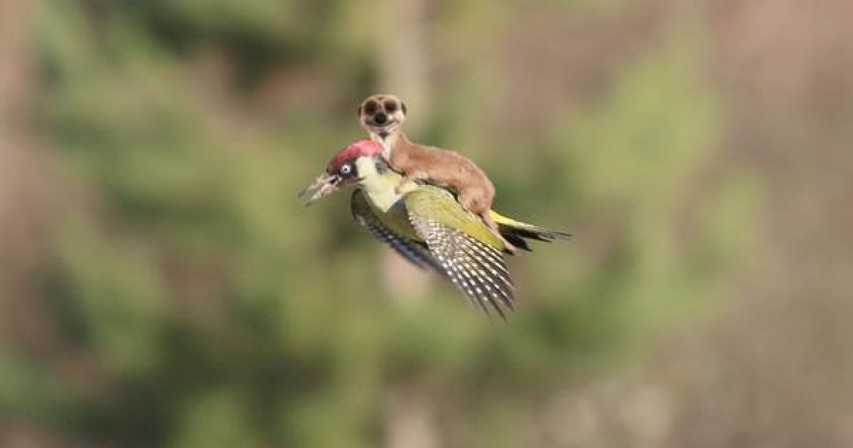 Фотограф Мартин Лемэй сделал замечательное фото ласки верхом на дятлі, а Интернет сразу отреагировал / © afp.com