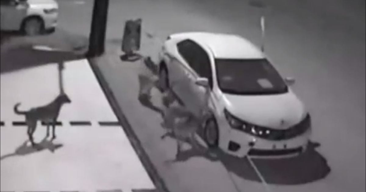 скриншот с видео