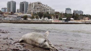 Наслідки шторму в Одесі _5 / © Думская