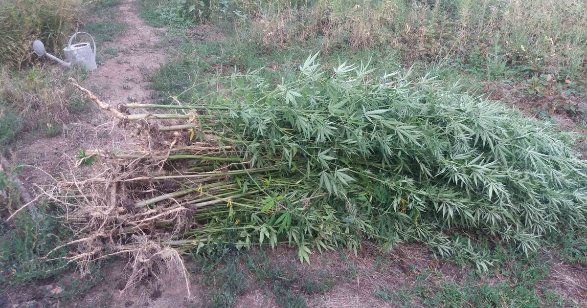 плантація конопель на Кіровоградщині_3 / © Полиция Кировоградщины