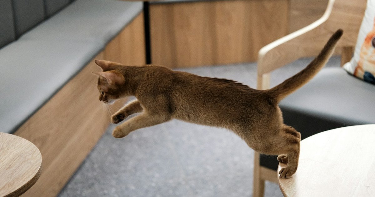 Чому коти приземляються на лапи