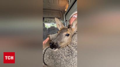 Ехала всю дорогу на руках! Ее чесали и успокаивали! Такое было в первый раз! Эвакуация косули