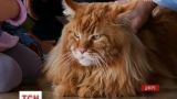 По-мужски почтенный и нежный отец: в самого большого в Украине кота 9 кошек и 30 котят