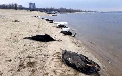 У Запоріжжі на пляжі знайшли купу мертвих бакланів: чи становлять вони загрозу мешканцям