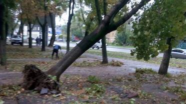 Повалені дерева в Одесі_4 / © ТСН.ua