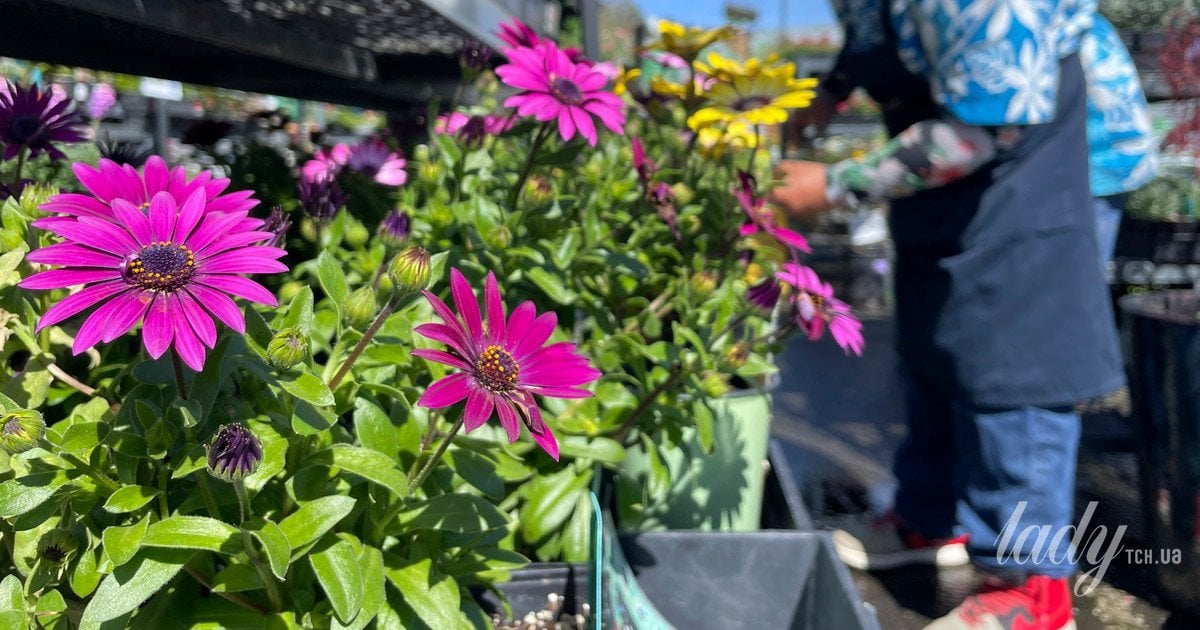 Топ-7 обов’язкових садових справ, які треба зробити у лютому, щоб підготуватися  до весни