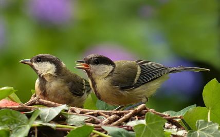 Ученые обнаружили, что птицы разных видов могут понимать "язык" друг друга