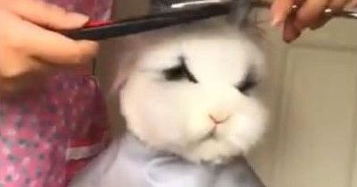 Видео с серьезным пушистым кроликом, которого стригут, и срубленная на кладбище елка для детей в России. Тренды Сети