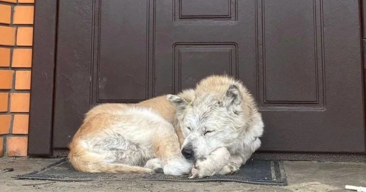 Хатико, Макарів_2 / © instagram.com/uanimals.official