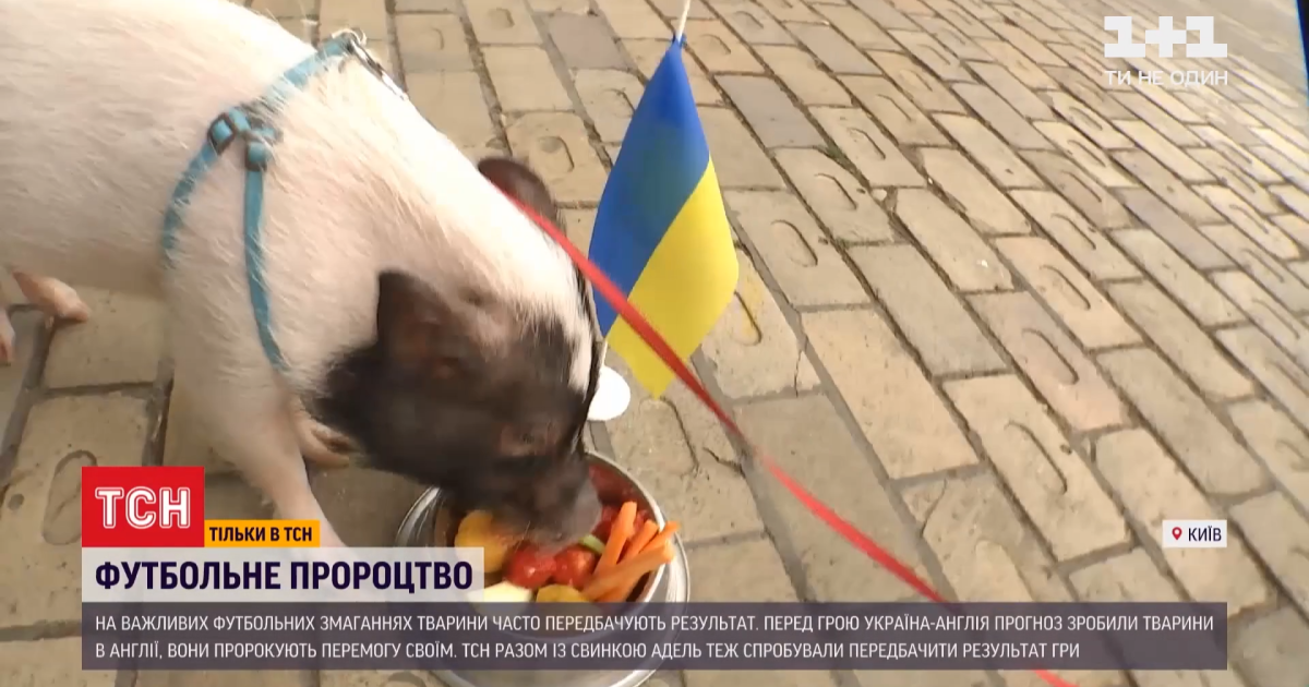 Євро 2020 Україна-Англія: кому навіщувала перемогу свинка Адель