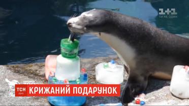 В честь Дня рождения морскому льву в Сиднее подарили торт из льда и рыбы