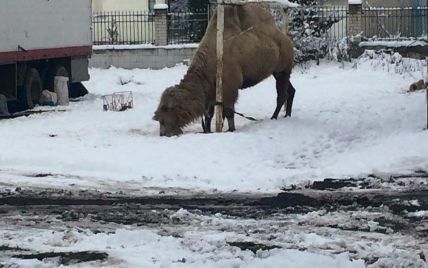 Самотній верблюд у снігах Тернопільщини розбурхав соцмережі