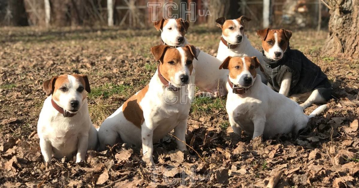 Джек-рассел-тер'єри на прогулянці