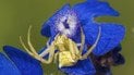 Thomisus onustus. Фото: Christian Ferrer/CC BY-SA 4.0