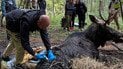 Лось, спасенный из болота в Клевани, в критическом состоянии — медики борются за его жизнь (фото)
