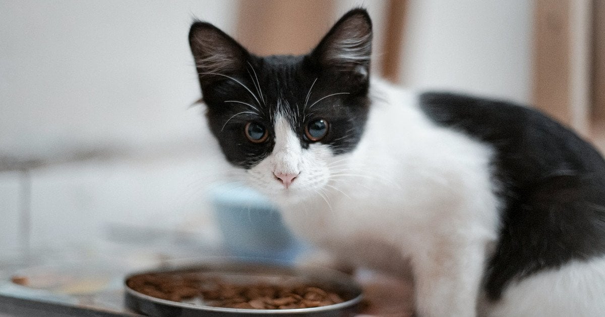 Чому кіт не доїдає корм