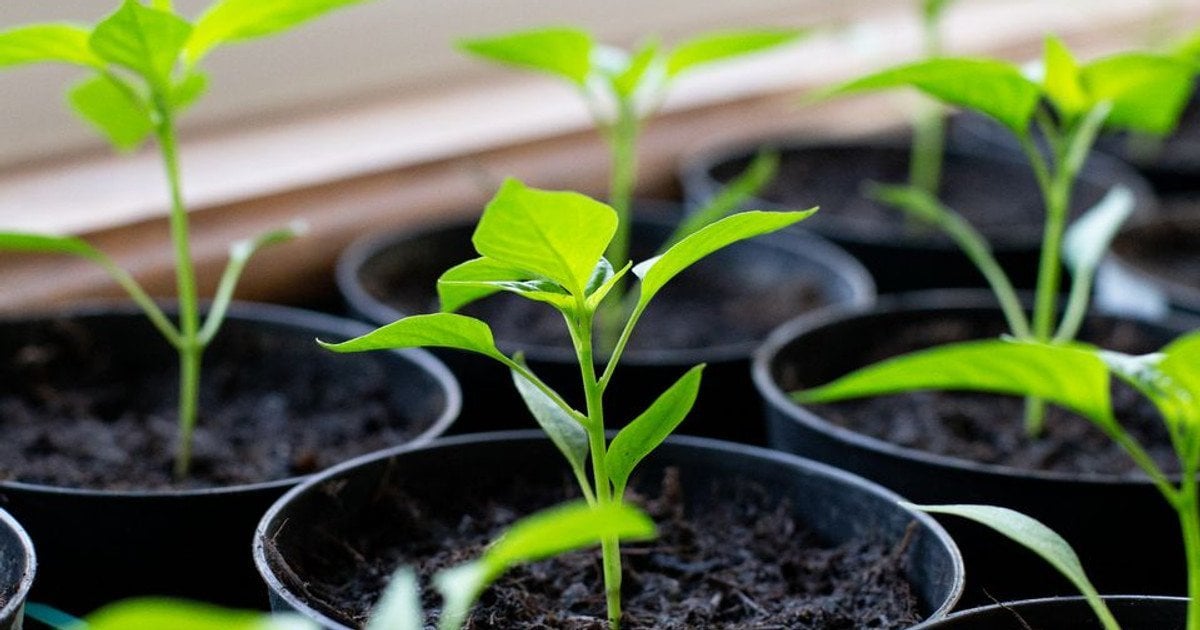Розсада перцю: чим підживити