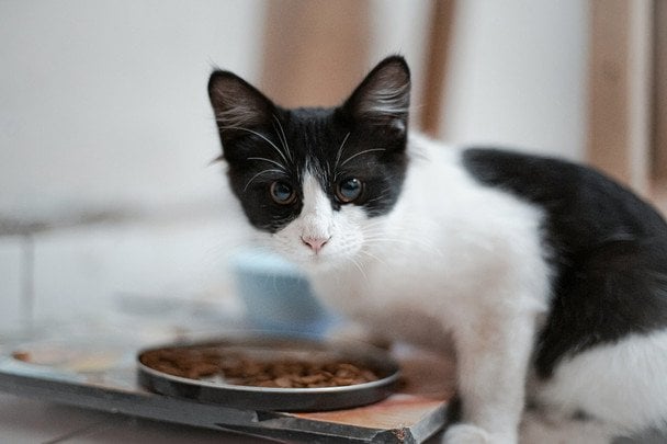 Відео з котом і птахами за вікном стало вірусним у Мережі