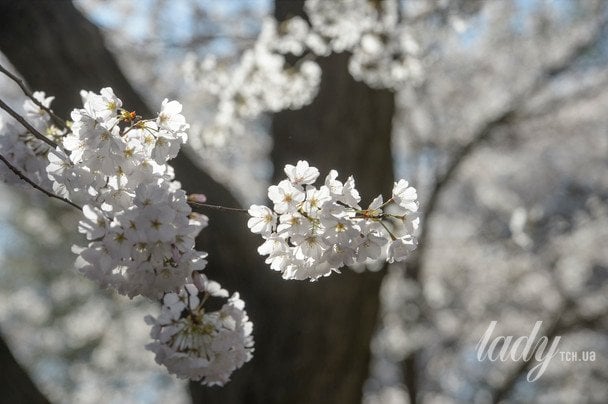 Весняні заморозки нищать майбутній урожай в Україні — які продукти здорожчають