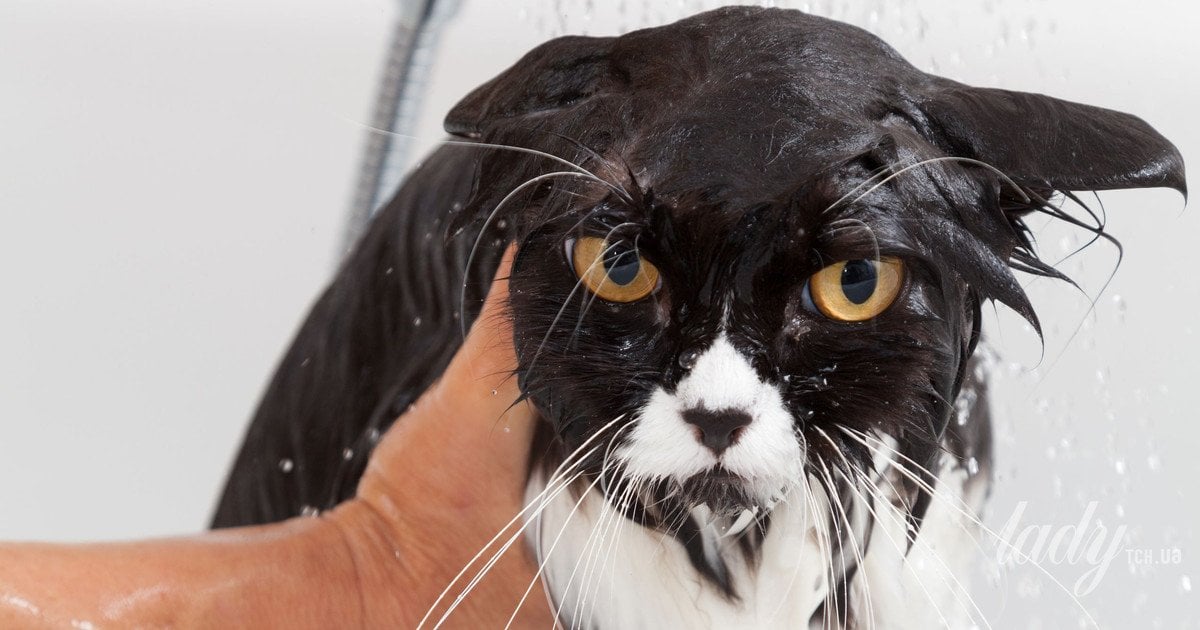 Чому більшість котів боїться води