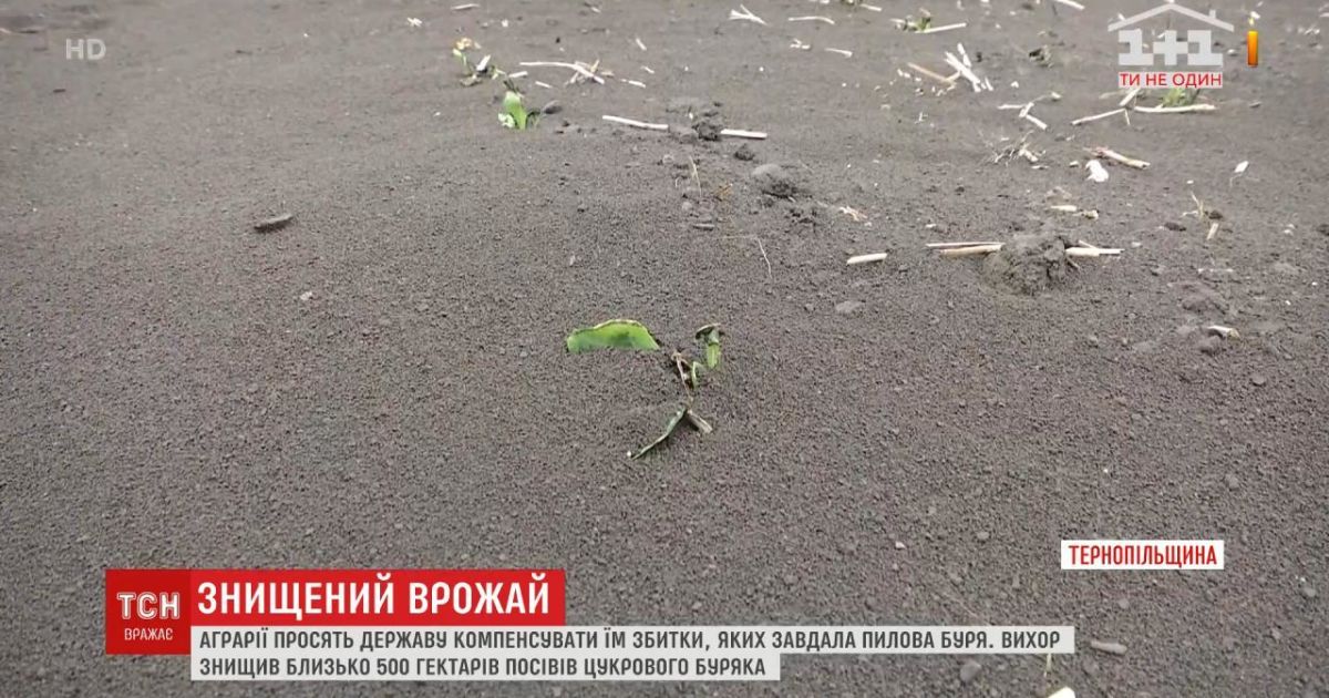 В Тернопольской области пыльная буря уничтожила посевы сахарной свеклы: фермеры просят о помощи