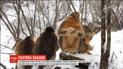 В китайском зоопарке показали, как животные радуются первым снегопадам