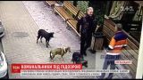 В Хмельницком коммунальщиков подозревают в массовом отравлении бездомных собак