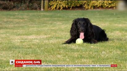 У Британії живе котячий детектив-собака