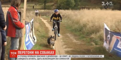 Спорт для собак и их хозяев: в Киеве состоялись соревнования по драйленду