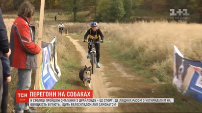 Спорт для собак и их хозяев: в Киеве состоялись соревнования по драйленду