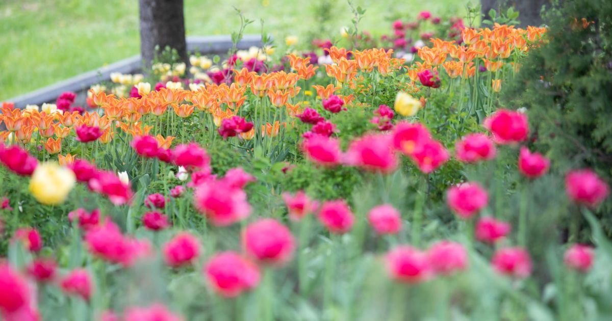 Виставка тюльпанів_Співоче поле_1 / © КМДА