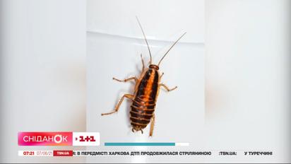Таракан в ухе 10-летней девочки: как доставали и что делать в подобной ситуации